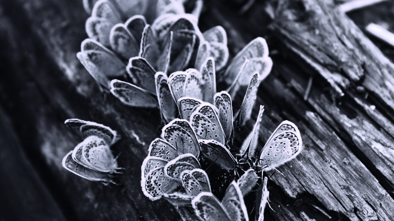 Голубые бабочки обои