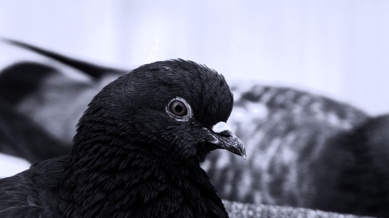 Смотрит в самую душу обои