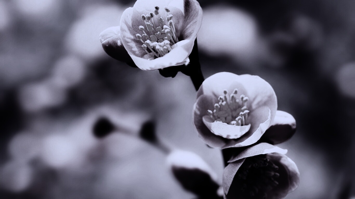 Великолепный цветок обои