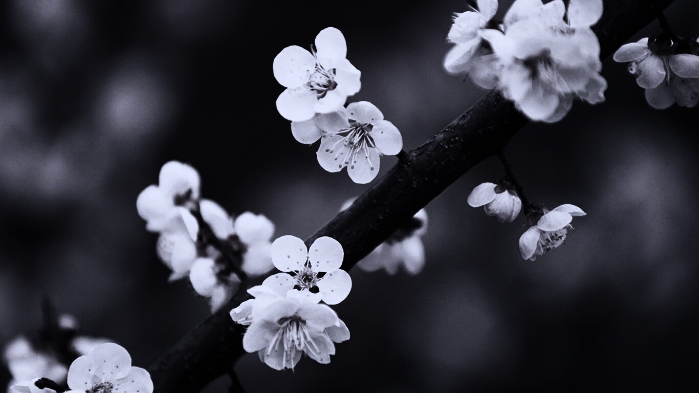 Ветка сакуры обои