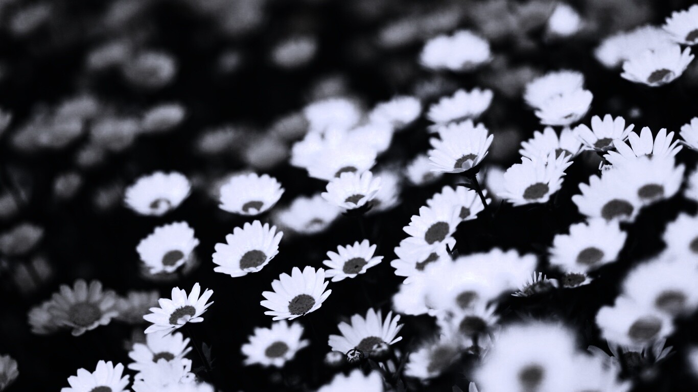 Ромашковое поле обои