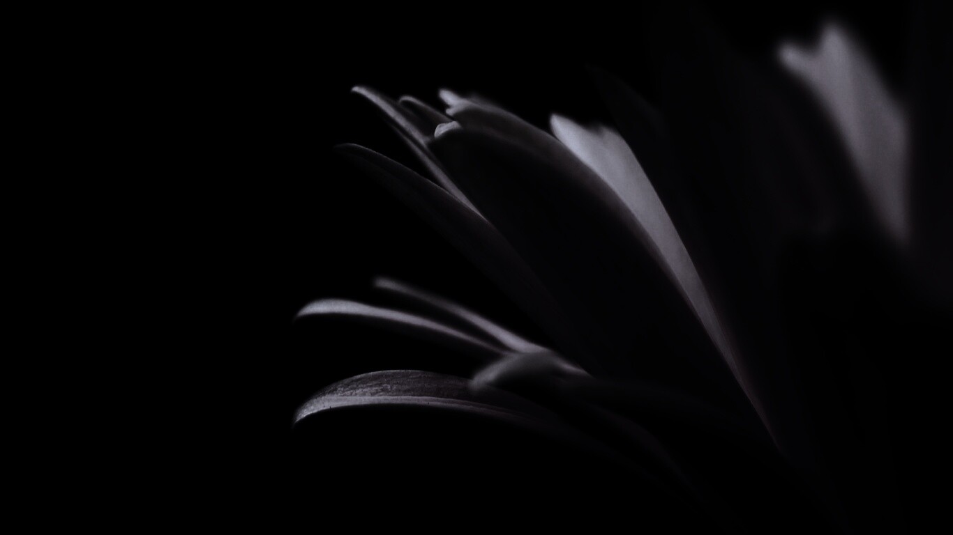 Гербера обои