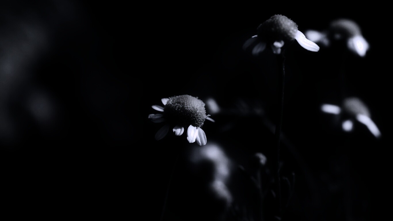 Стремный лепестун обои