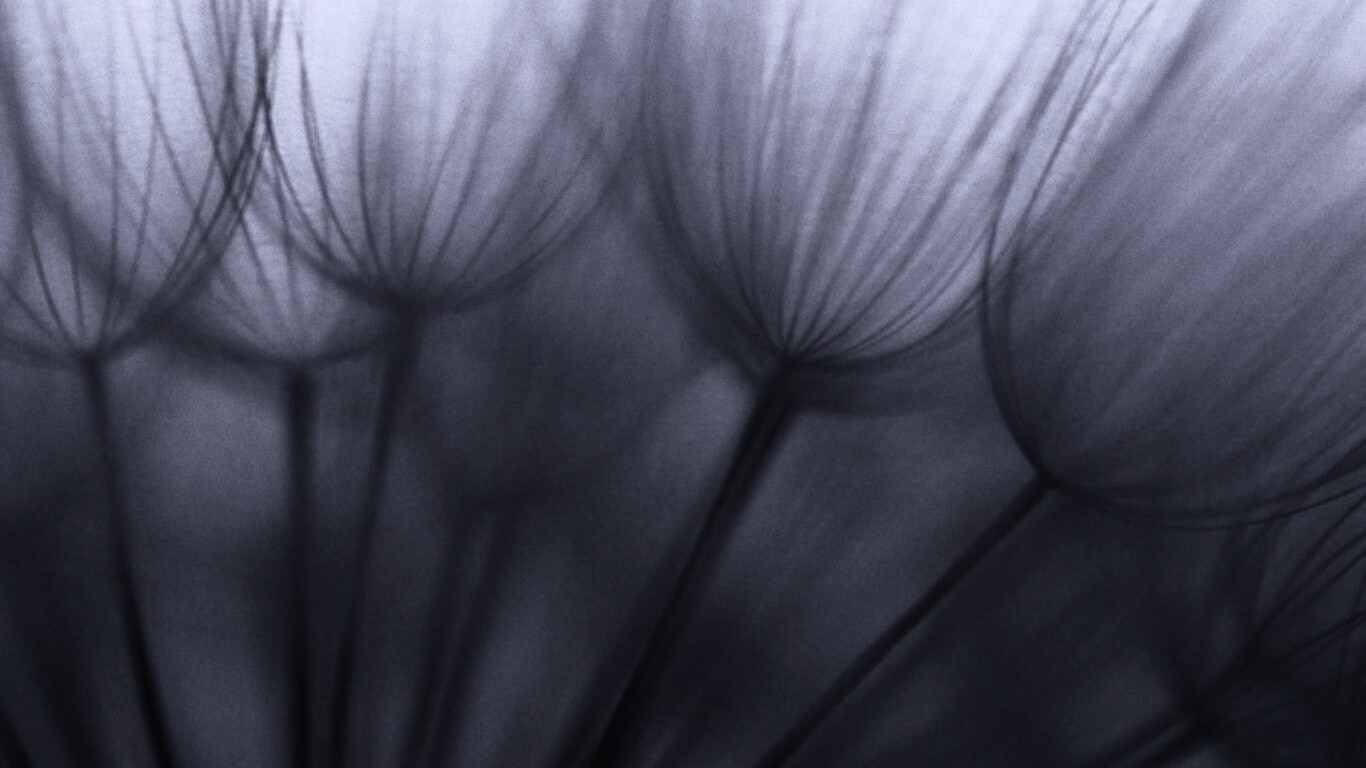 Рисунок одуванчика обои