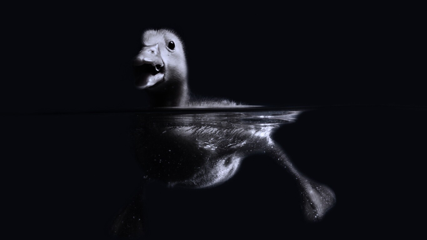 Утёнок в воде обои