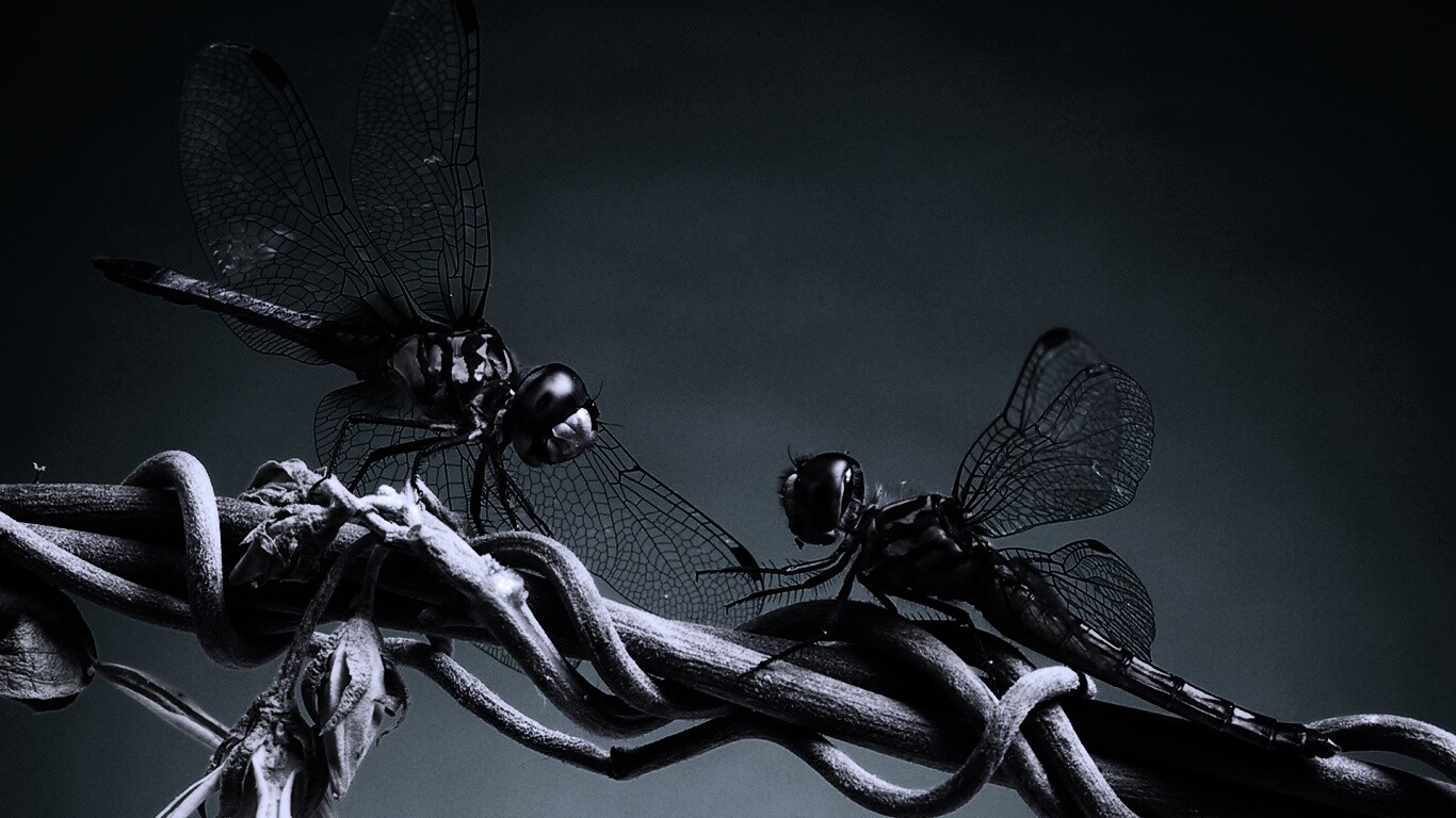 Две стрекозы обои