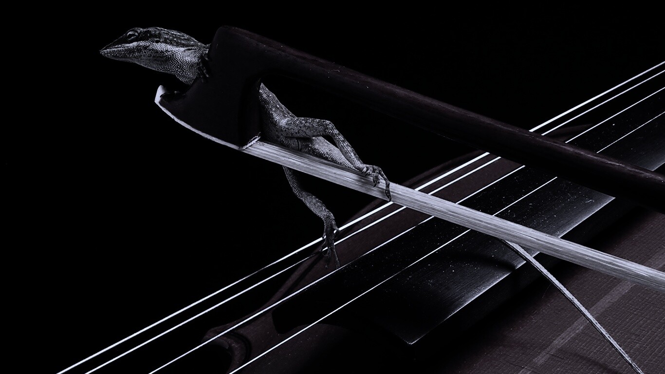 Ящерка на виолончели обои