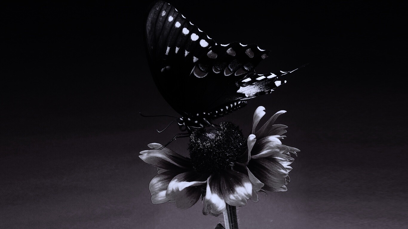 Бабочка на цветке обои