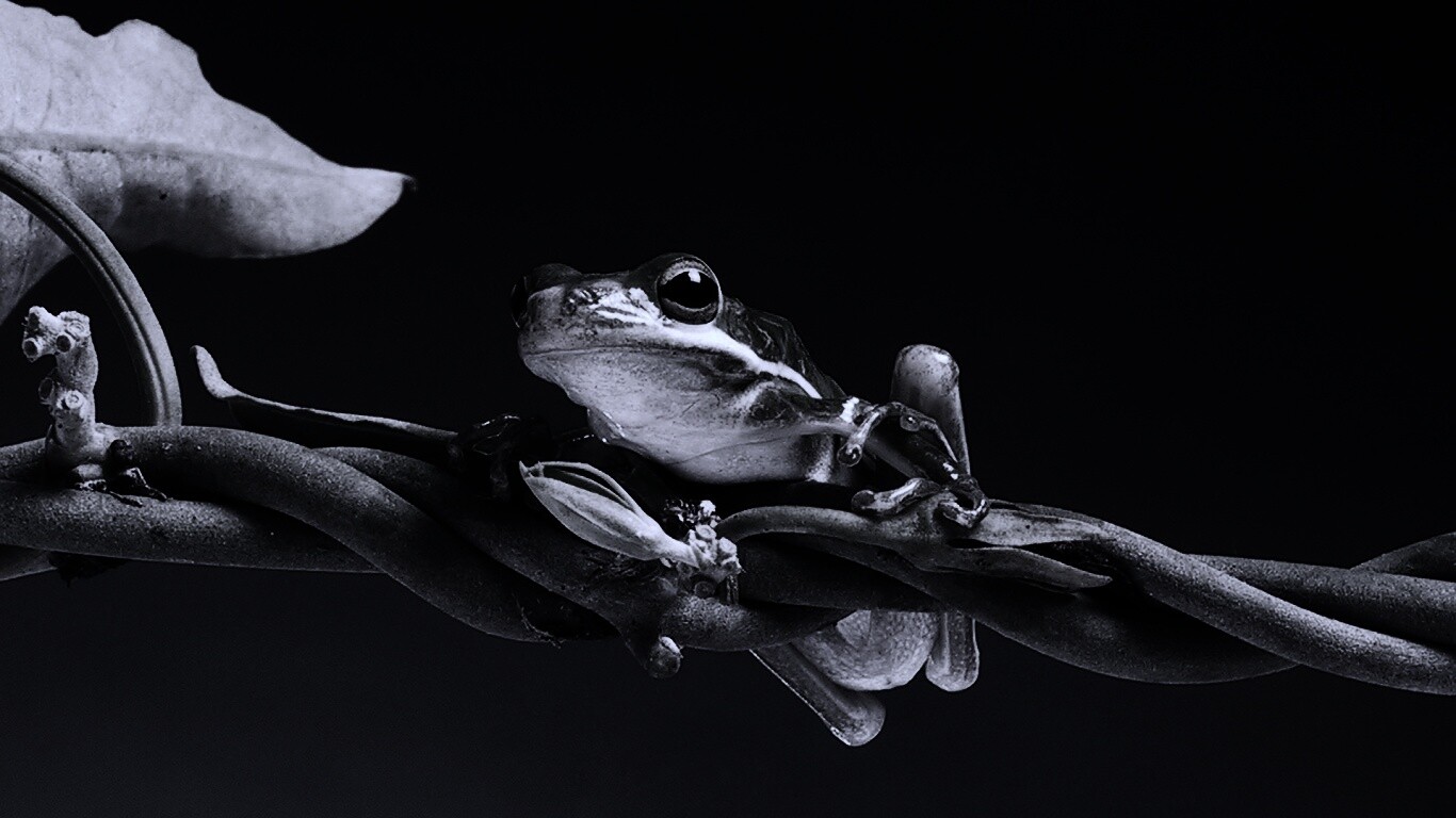 Лупоглазая лягушка на лиане обои