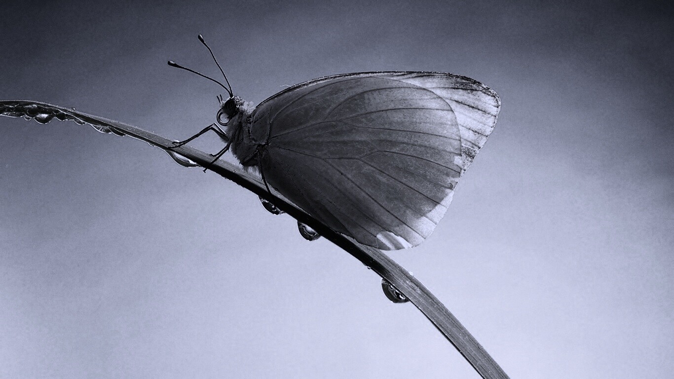 Жёлтая бабочка на стебельке обои