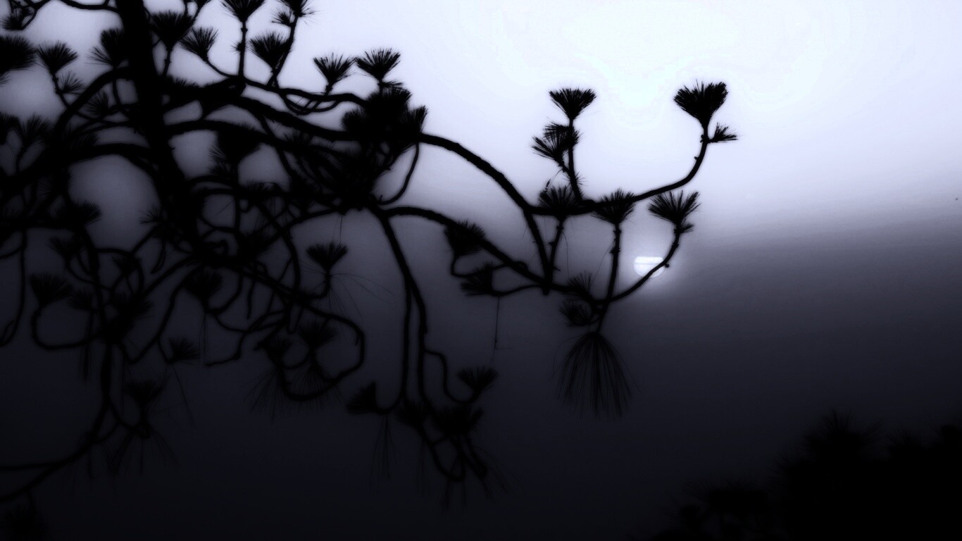 Ленкоранская акация на фоне синего заката обои