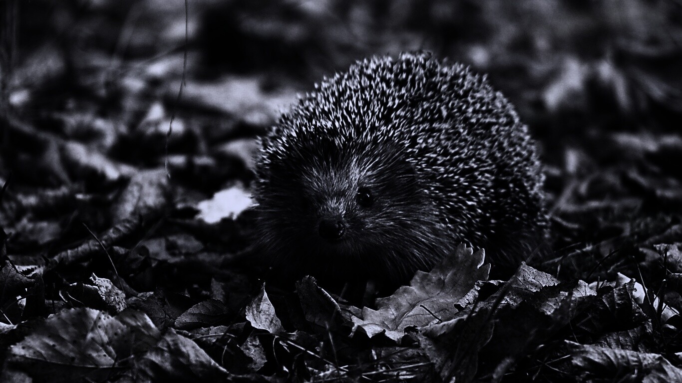Ежик в осенней листве обои