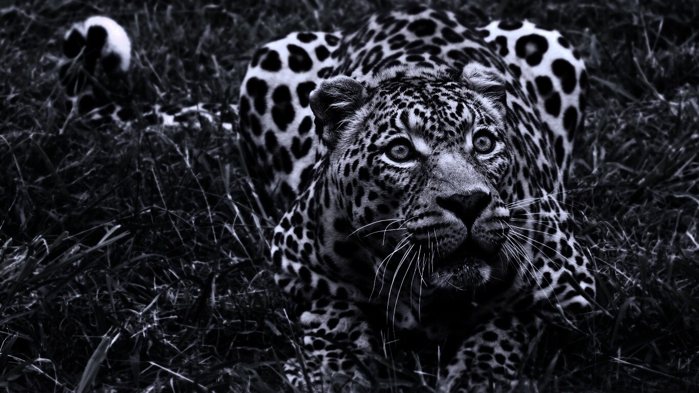 Приготовился прыгать обои