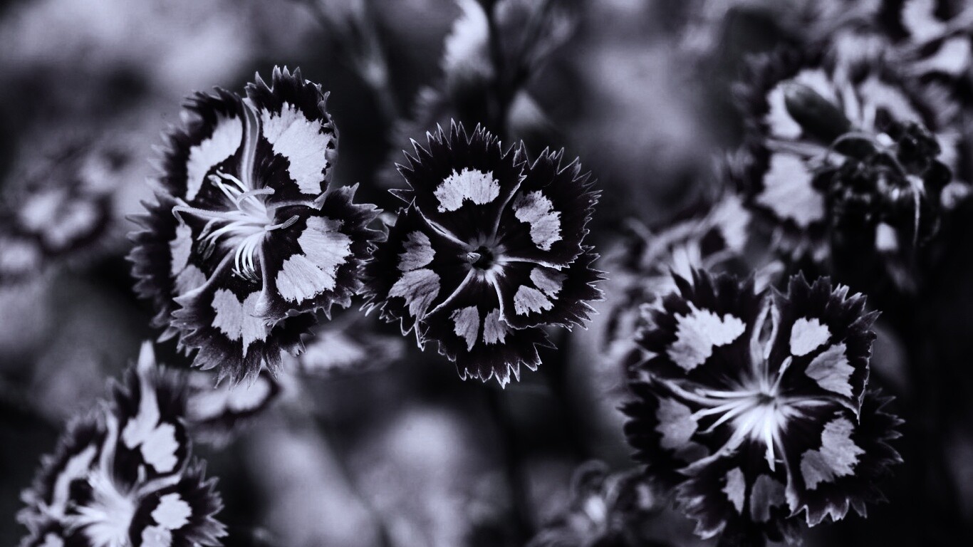 Неизвестные науке цветы обои