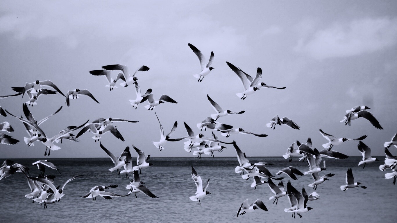 Стая взлетающих чаек обои