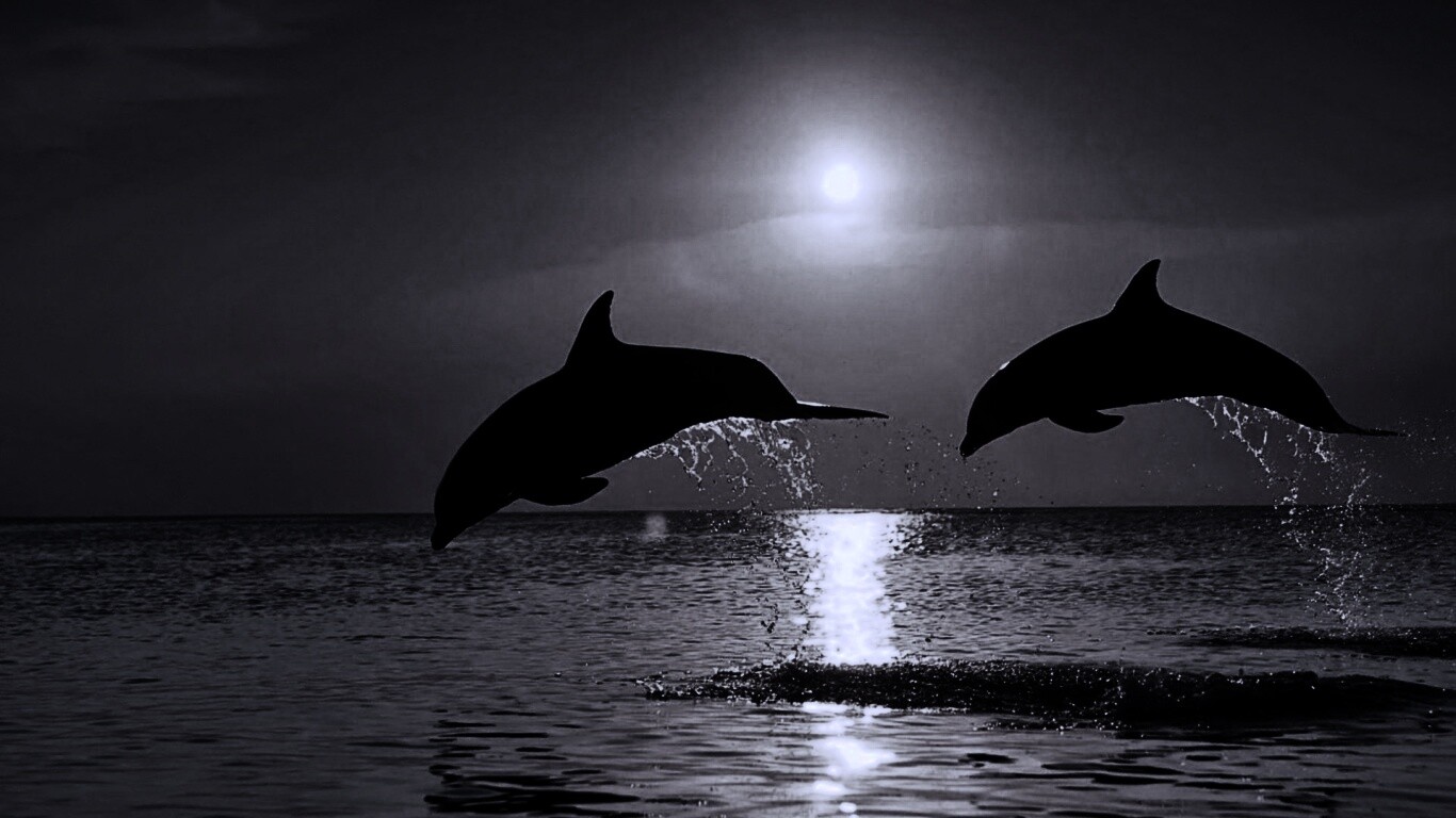 Дельфины выпрыгивают из воды обои