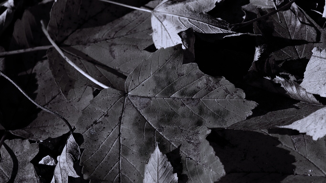 Осенние листья обои