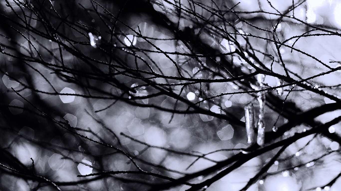 Мокрые ветви дерева обои