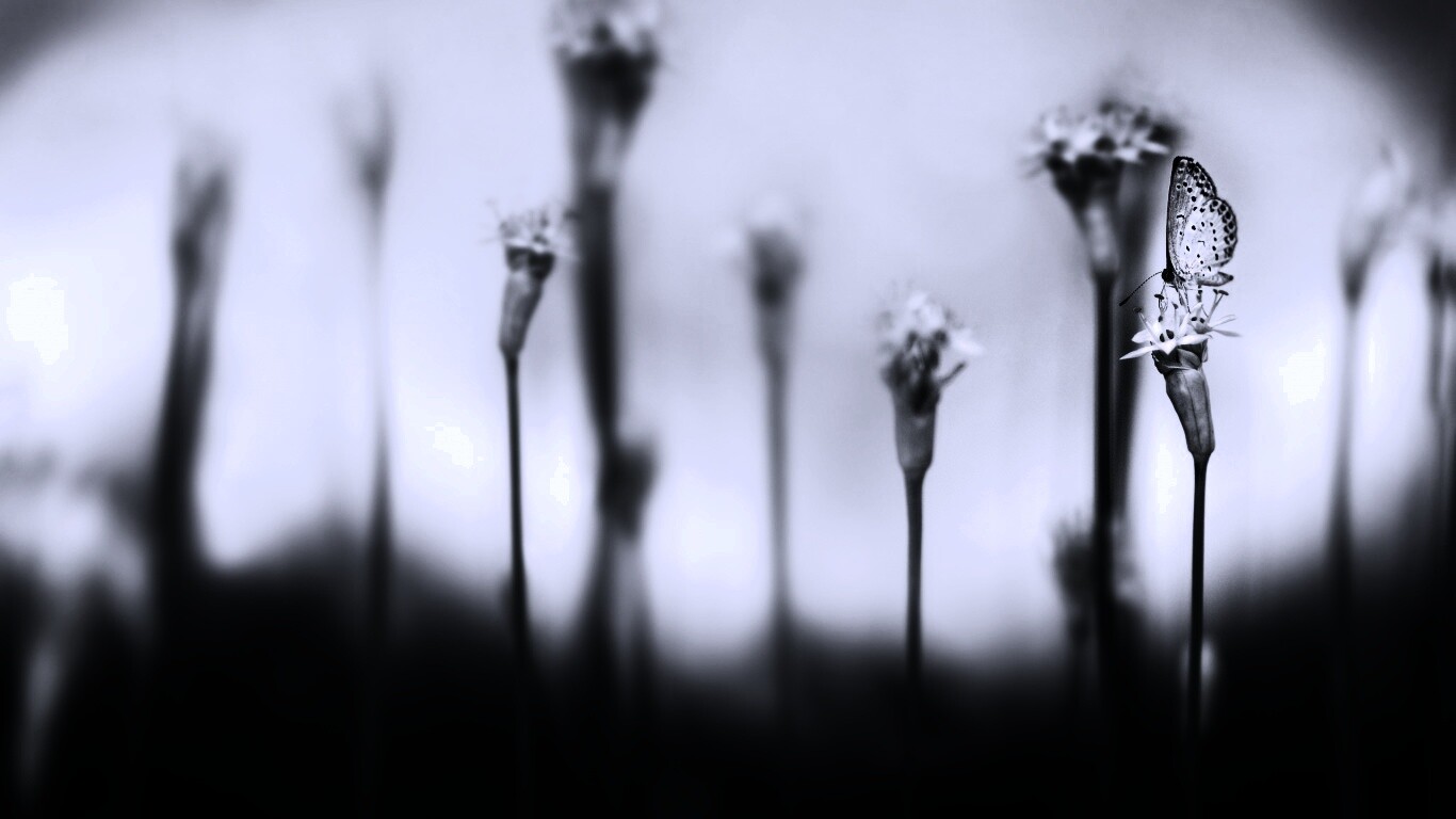 Бабочка на цветке обои