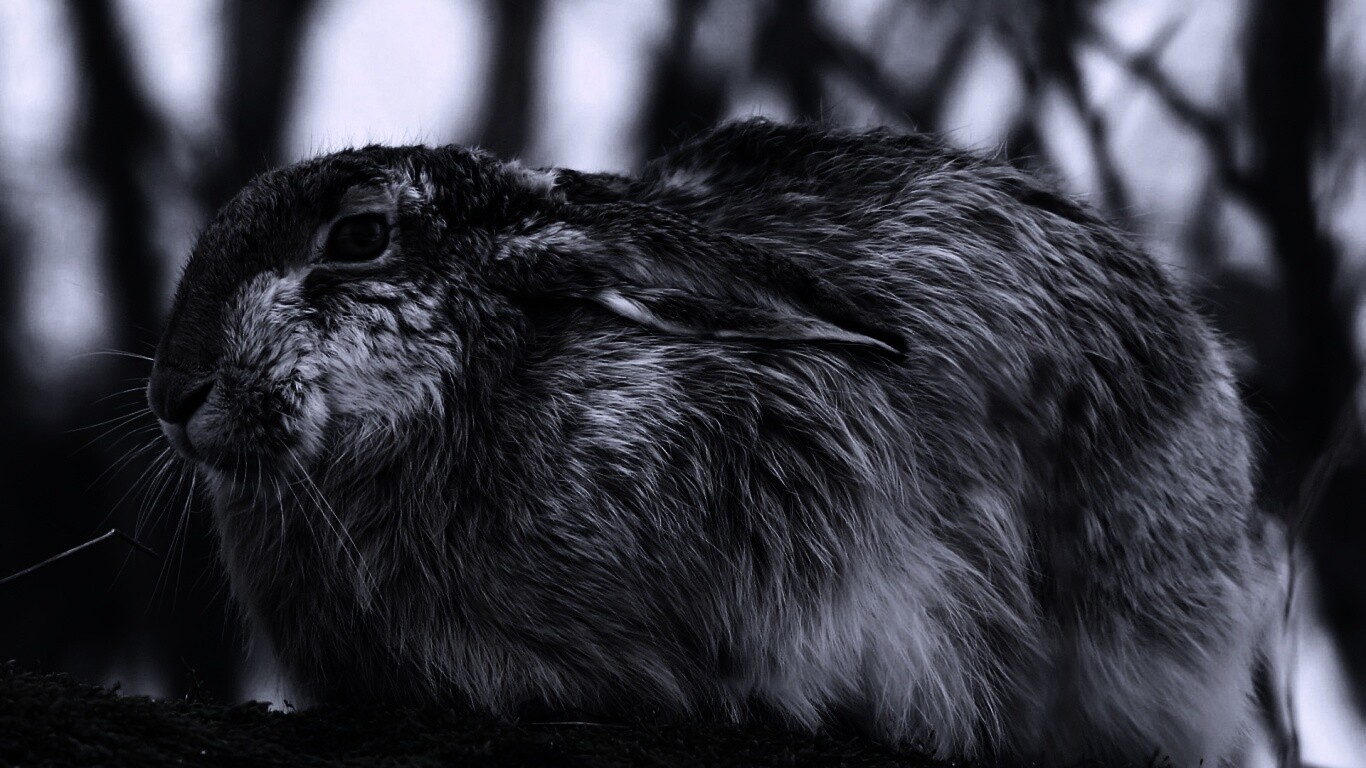 Нахохлившийся заяц-русак обои