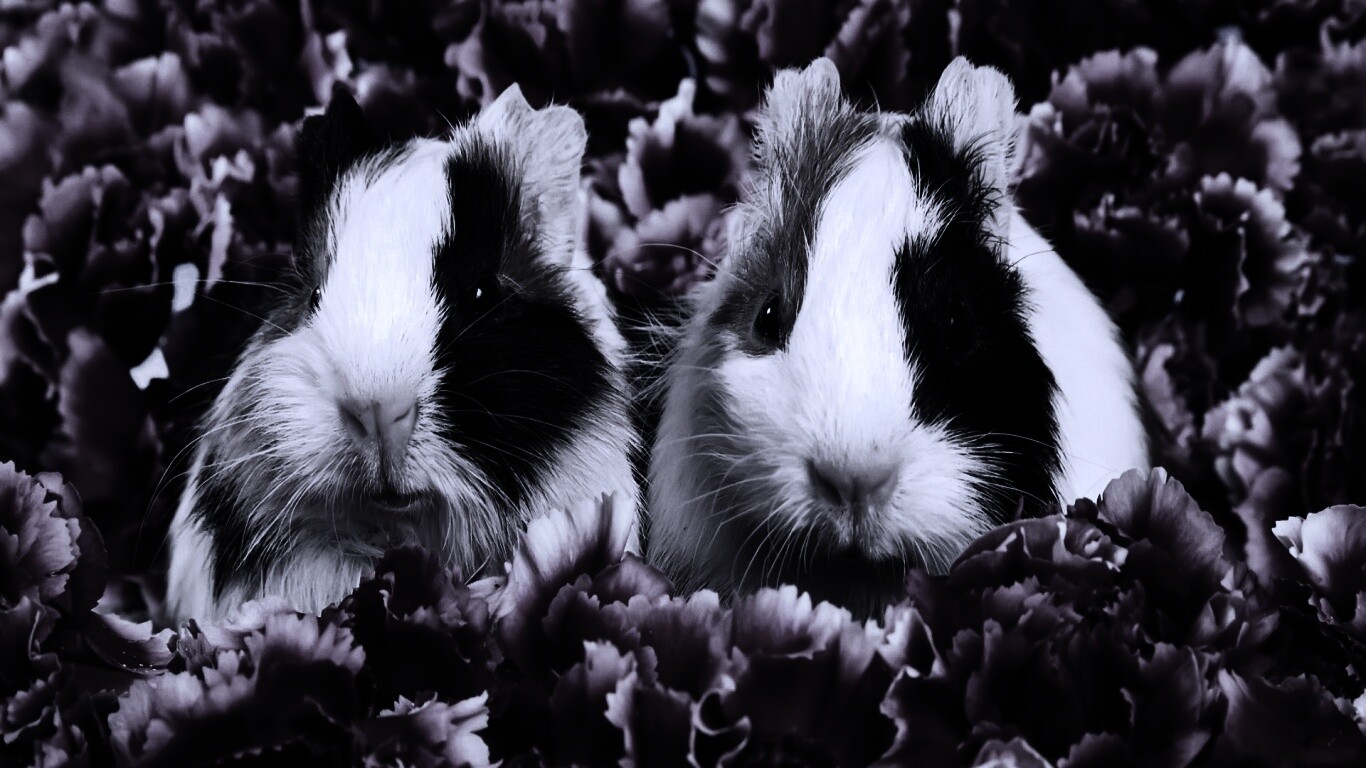 Морские свинки в гвоздиках обои