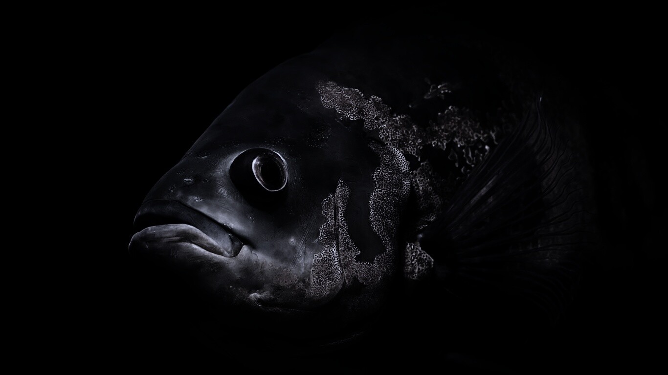 Глубоководный окунь обои