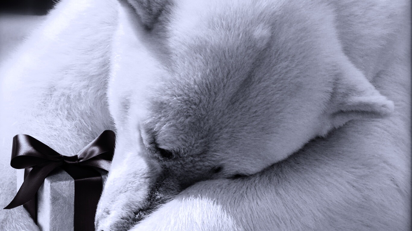 Белый мишка с подарком обои