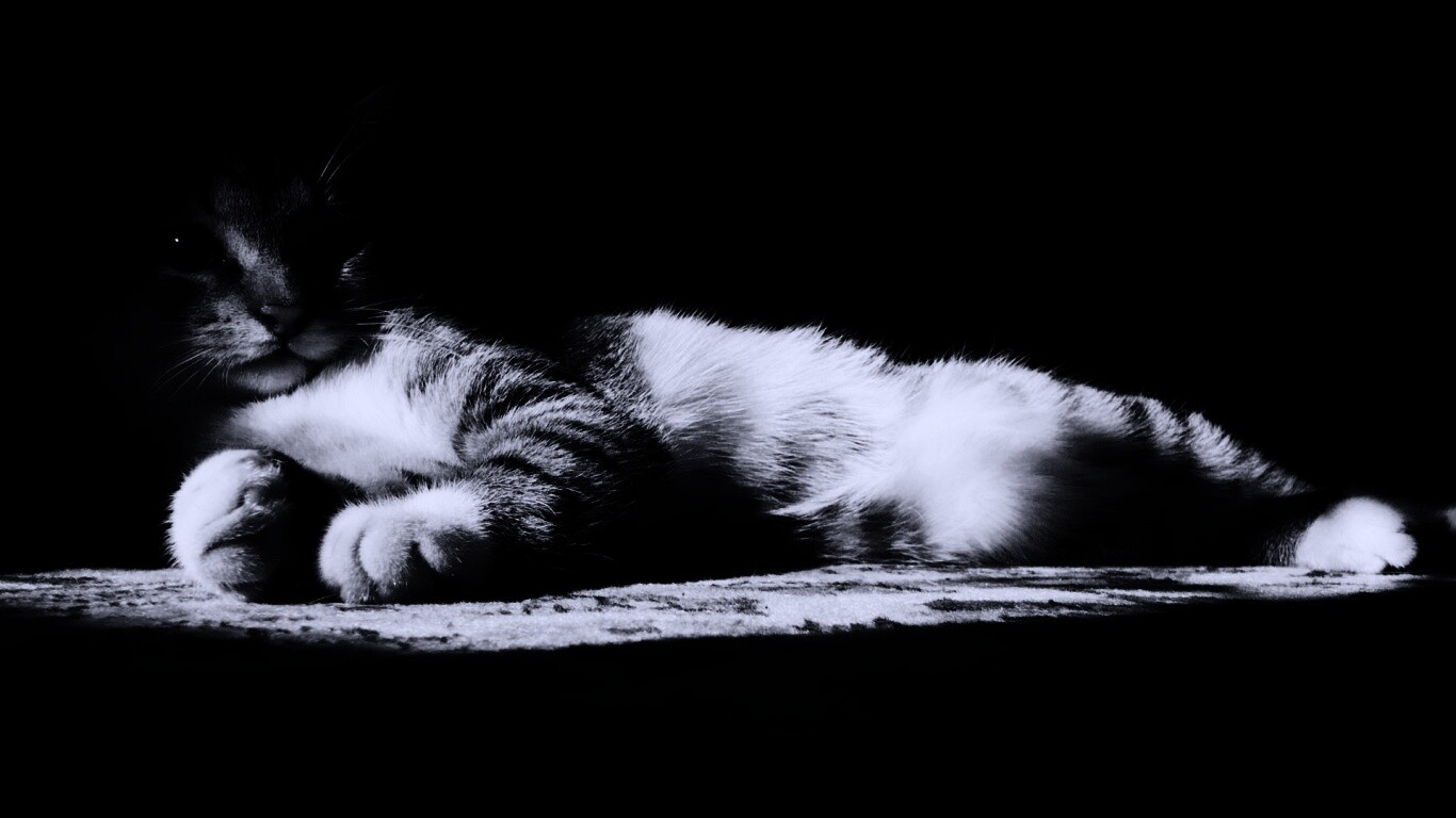 Котик в тени обои