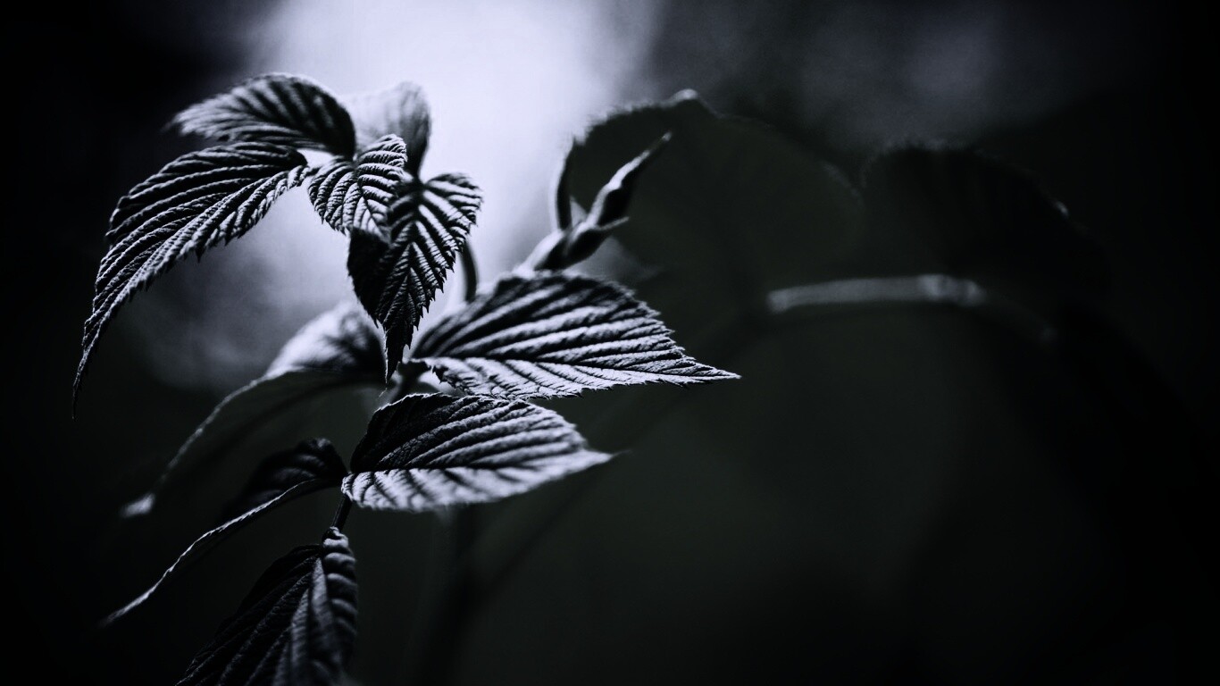 Листья малины обои