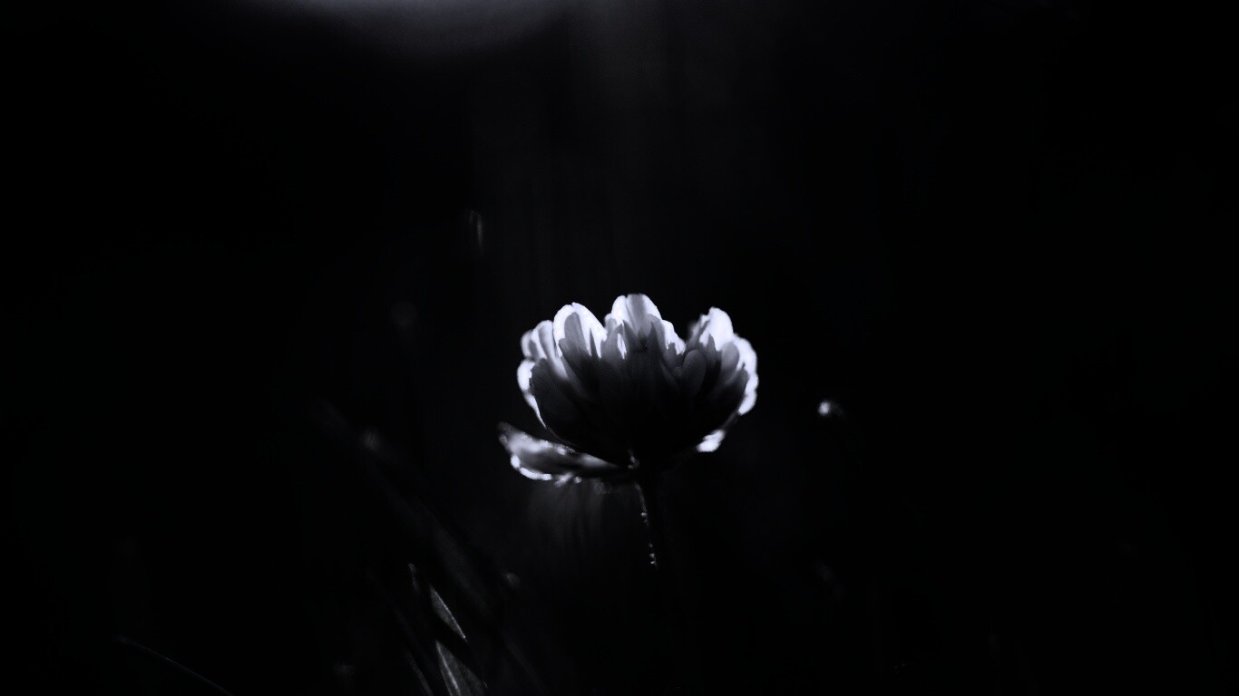 Белый клевер обои