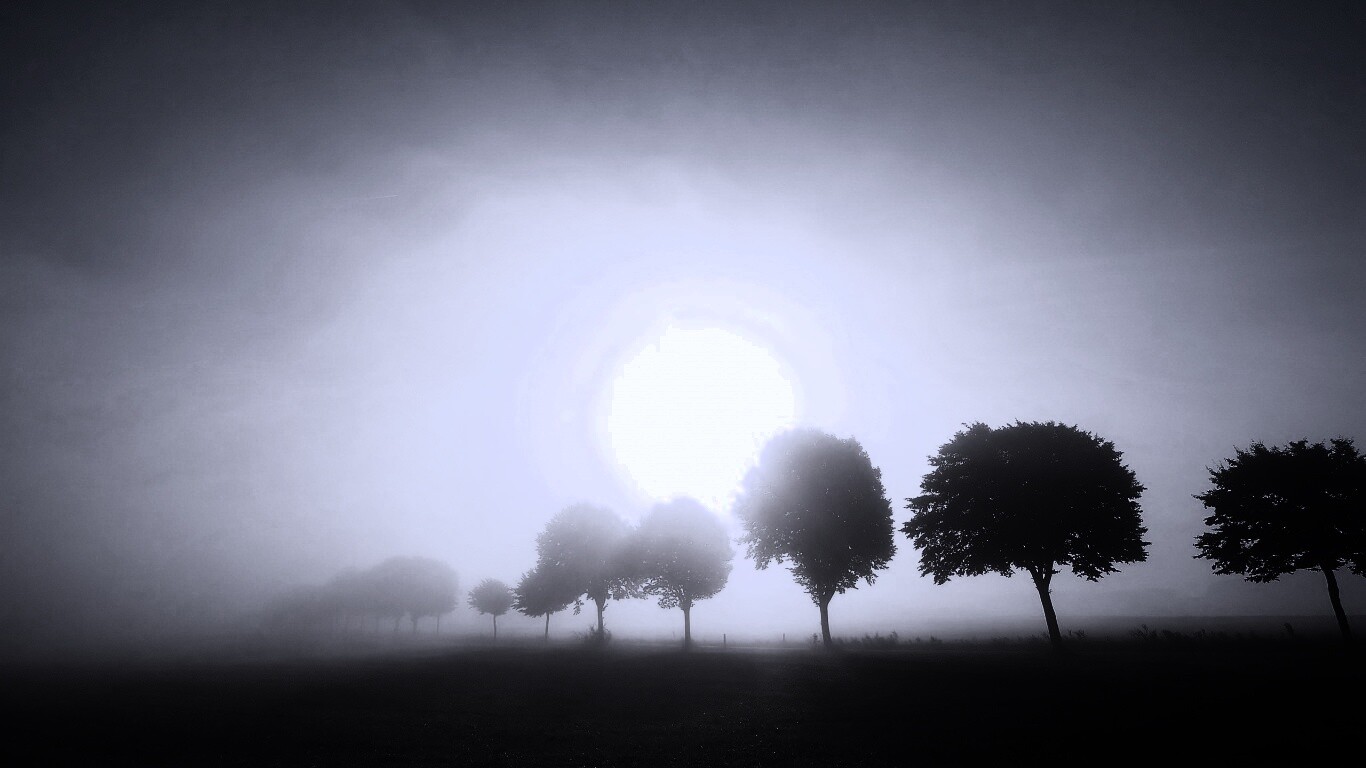 Деревья в поле обои