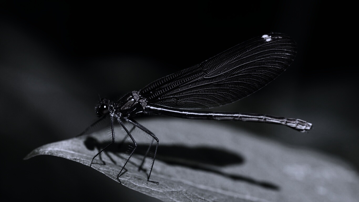 Стрекоза на листе обои