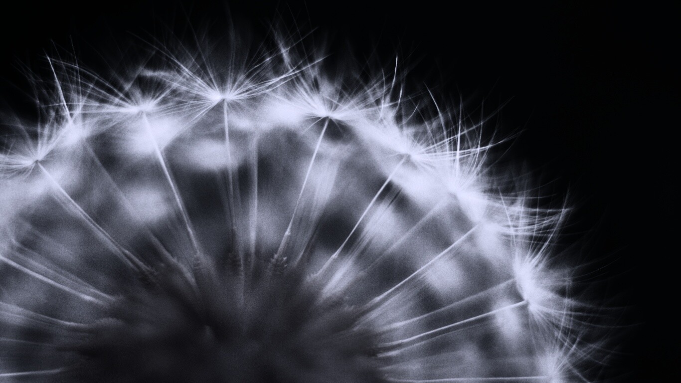 Макро фото одуванчика обои