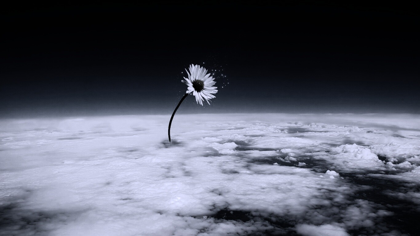 Ромашка в стратосфере обои