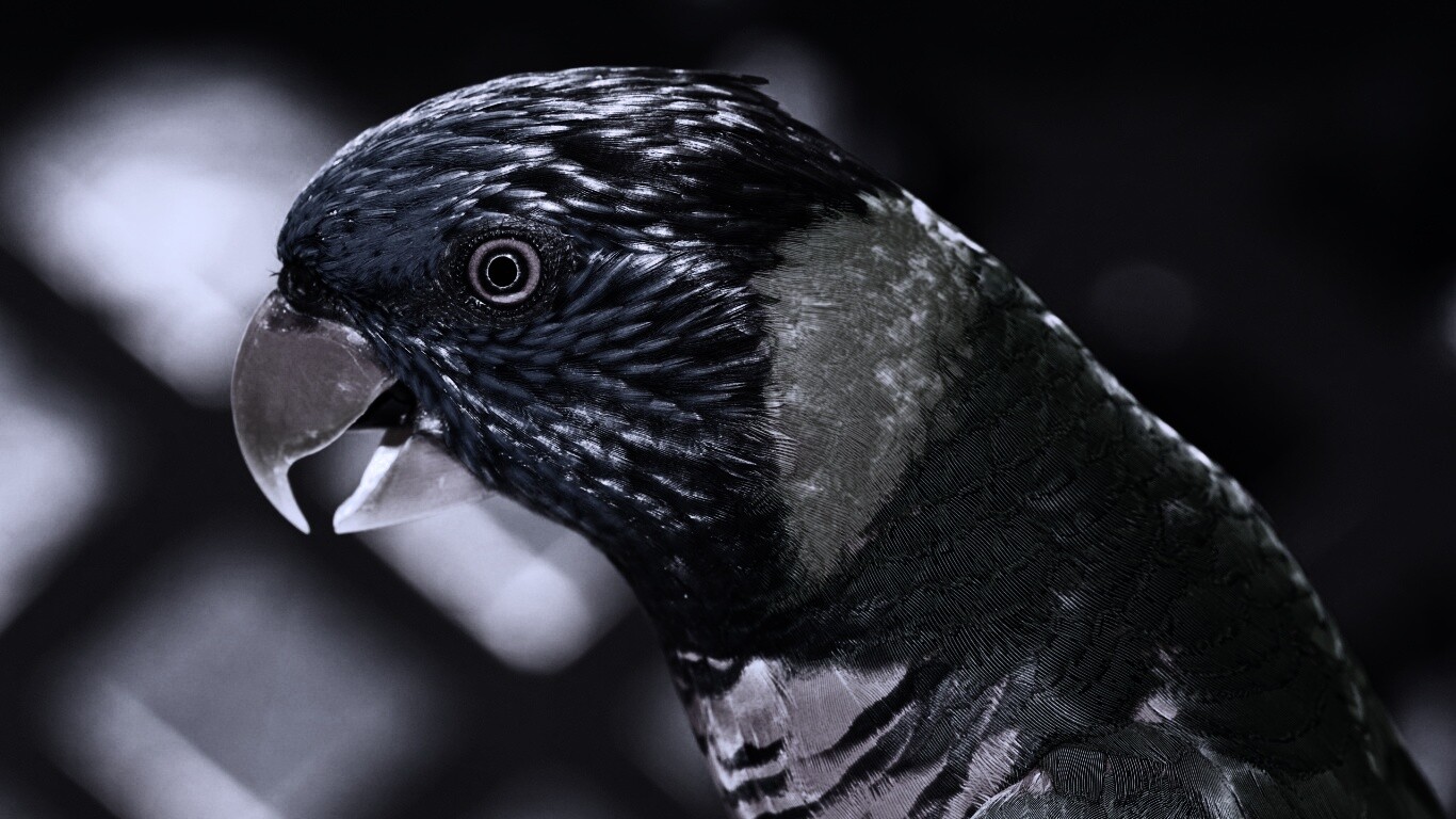 Красноглазйы попугай обои