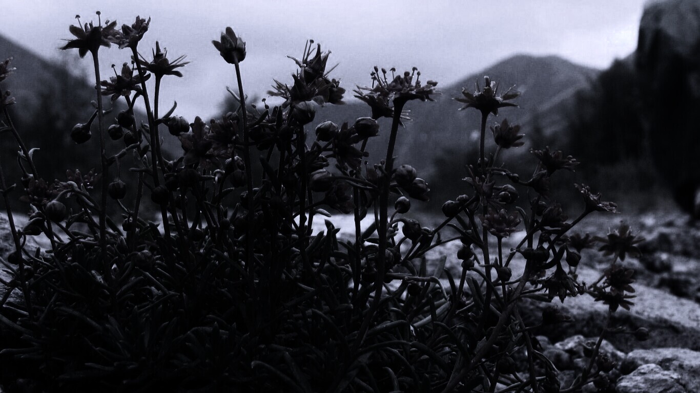 Горные цветы обои