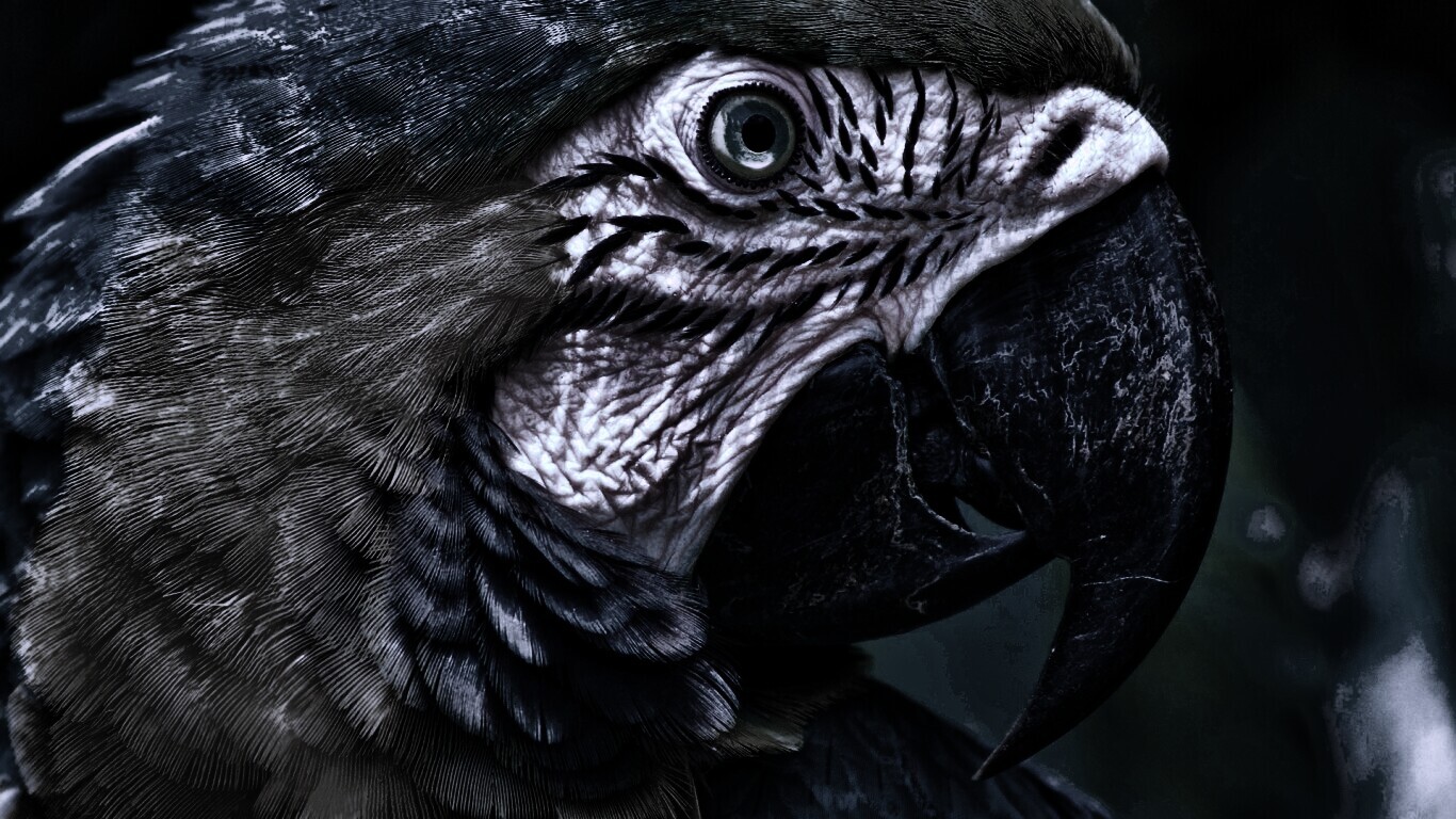 Попугай обои