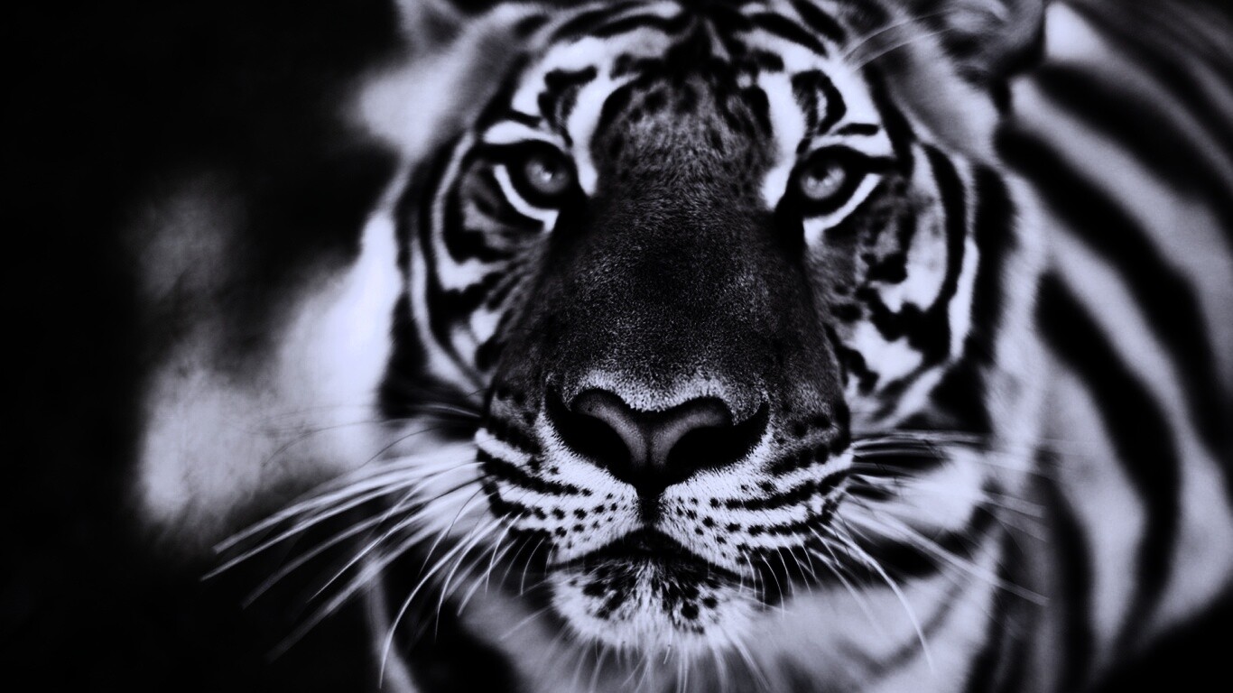 Красавец тигр обои