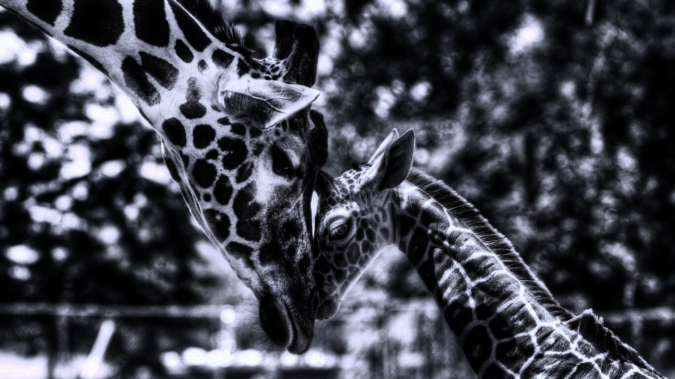 Жирафа и жирафёнок обои