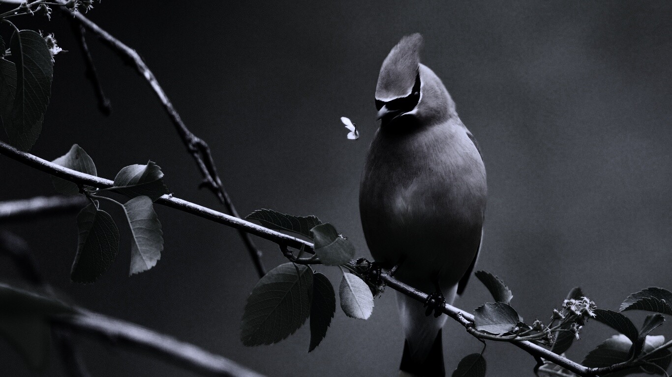 Оранжевая птичка обои