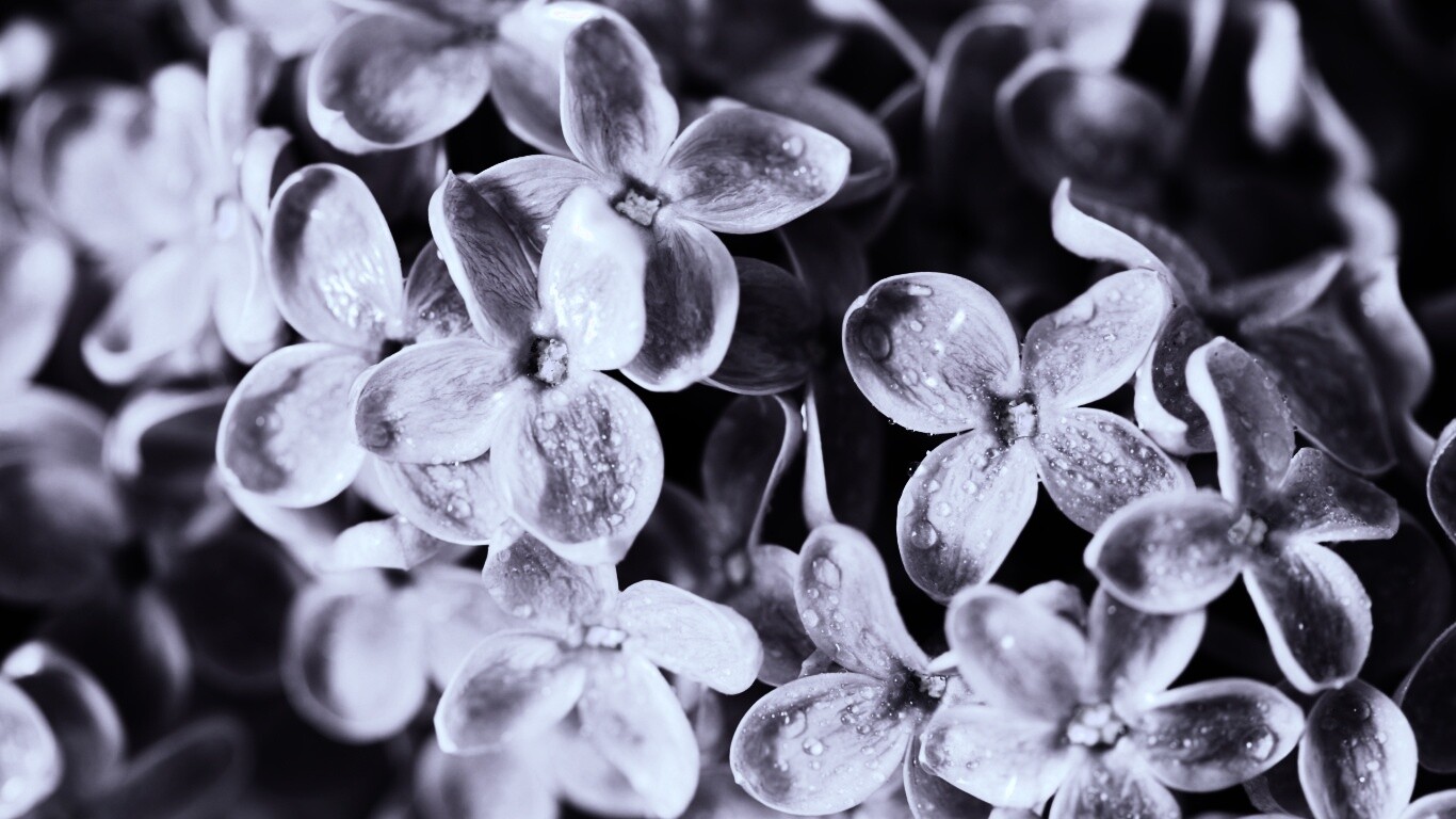 Цветы сирени обои