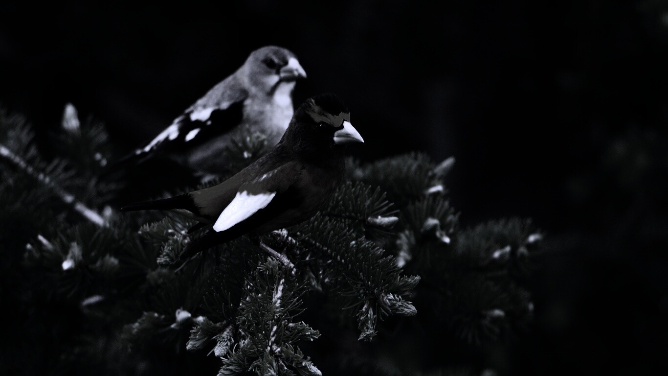 Птички с зелёными клювами обои