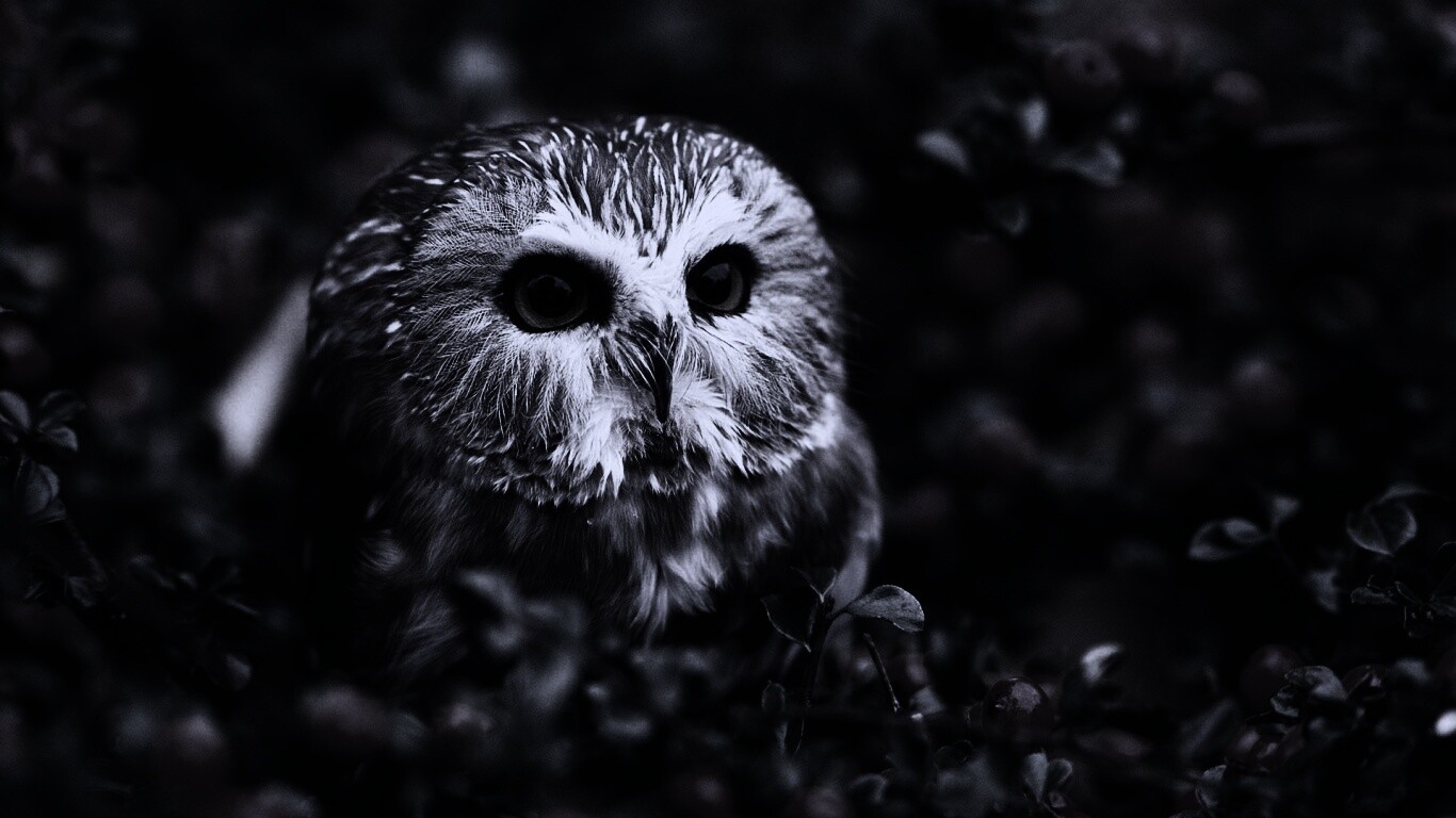 Маленькая сова в ягодах обои