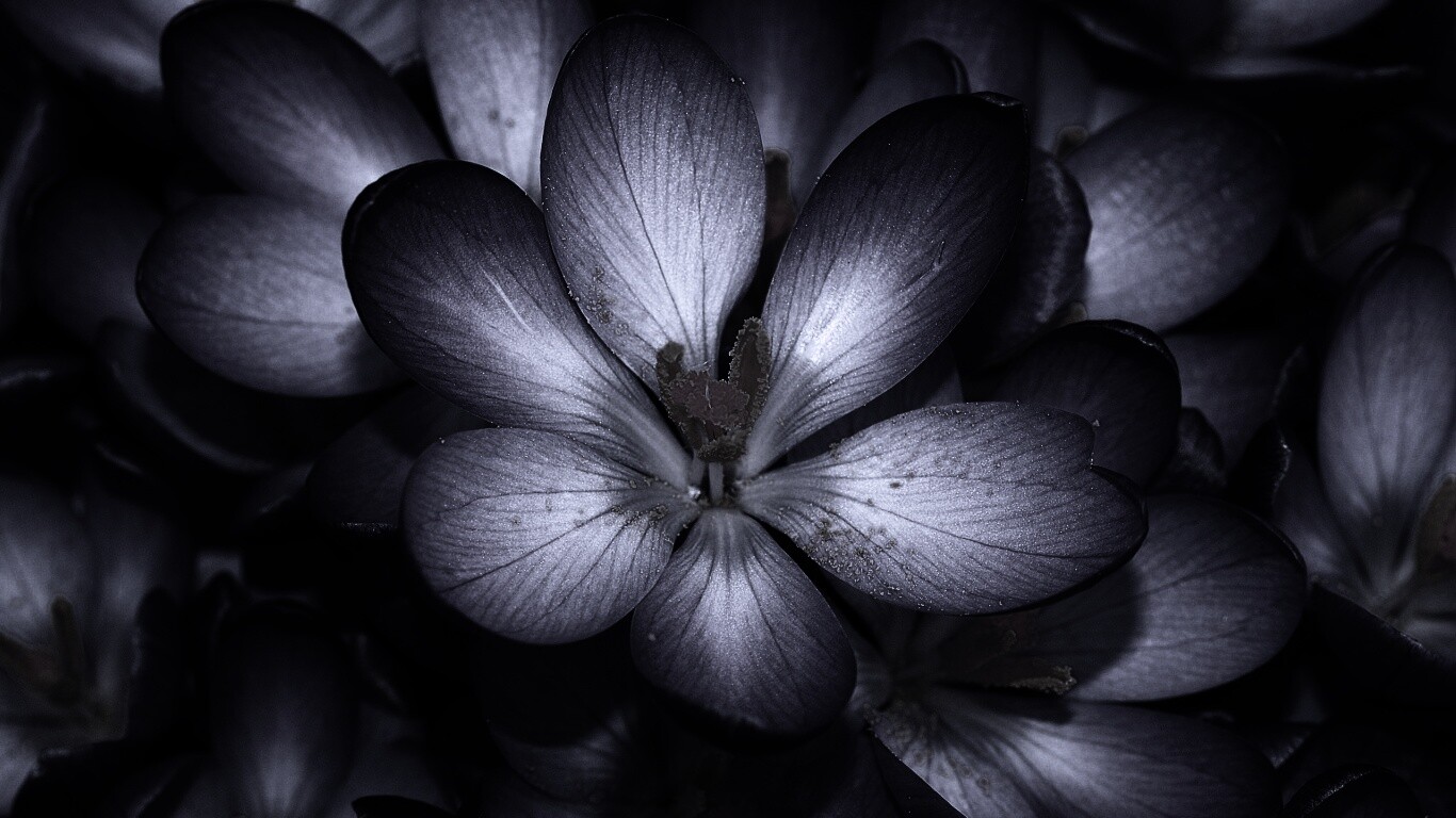 Сиреневый цветок обои