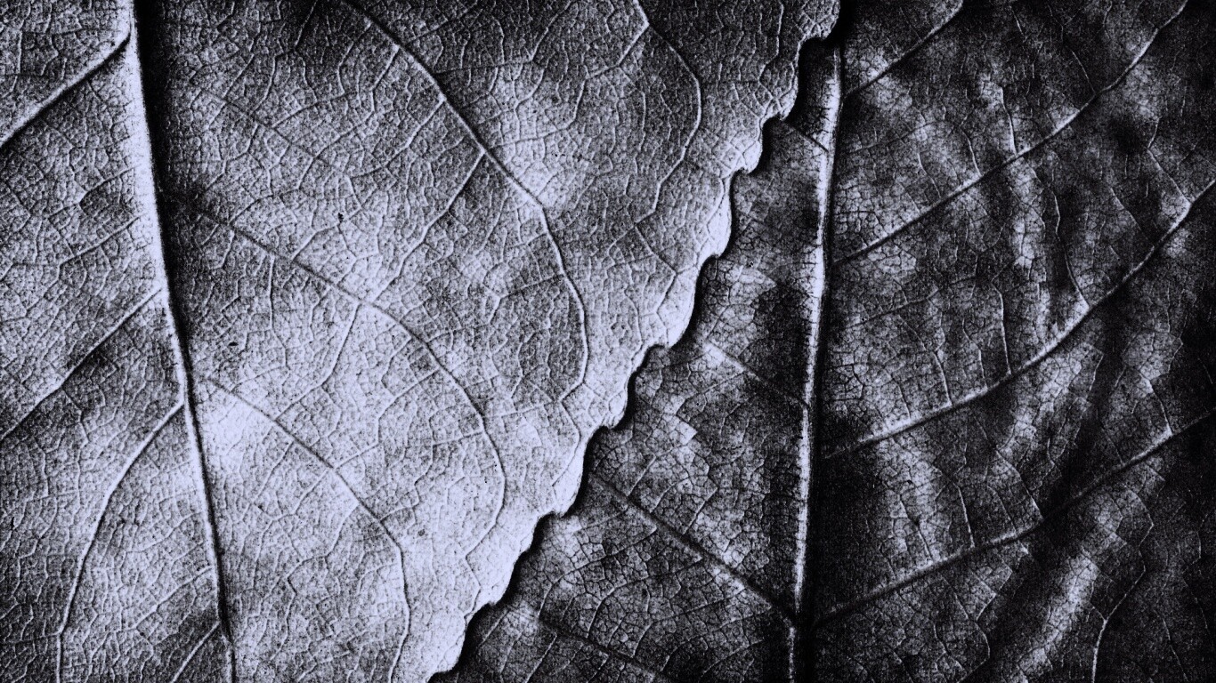 Текстура желтых увядших листьев обои