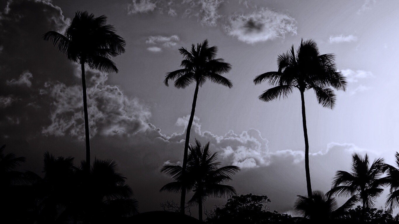 Пальмы на закате обои