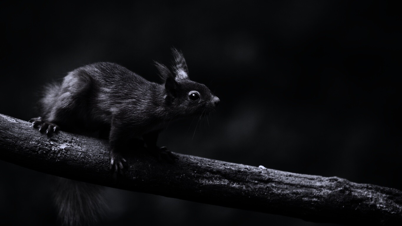 Белочка на ветке обои