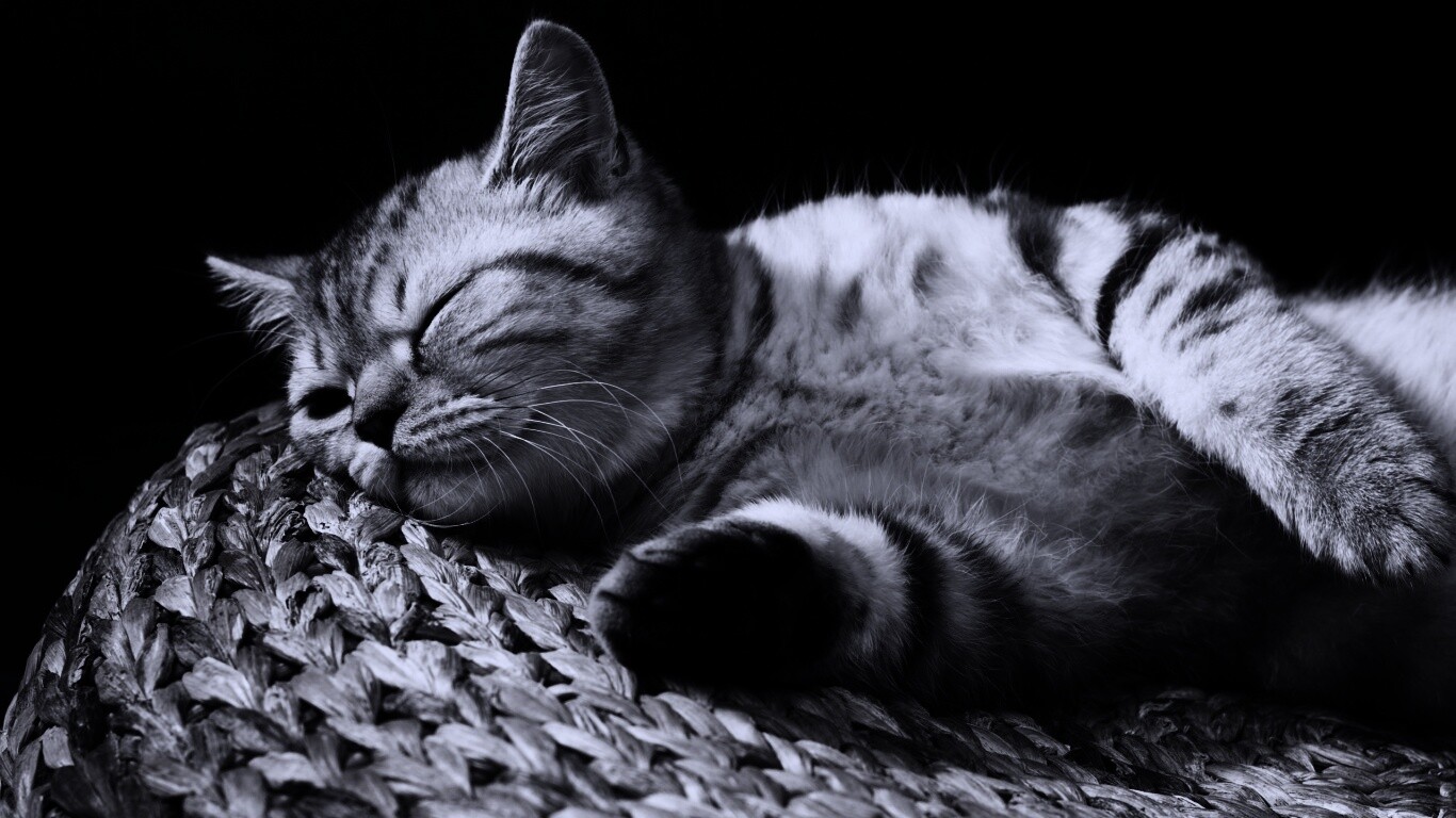 Пушистый кот спит на корзине обои