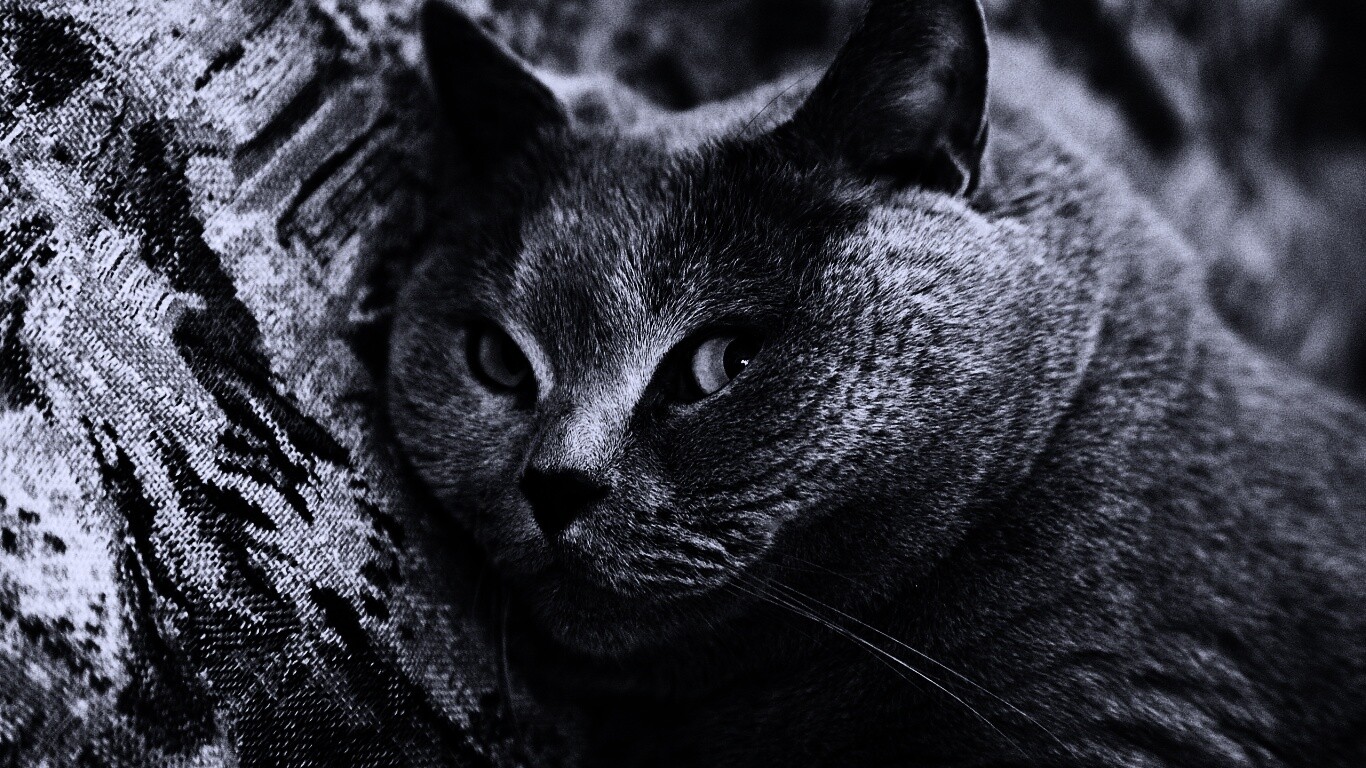 Щекастый британский котик обои