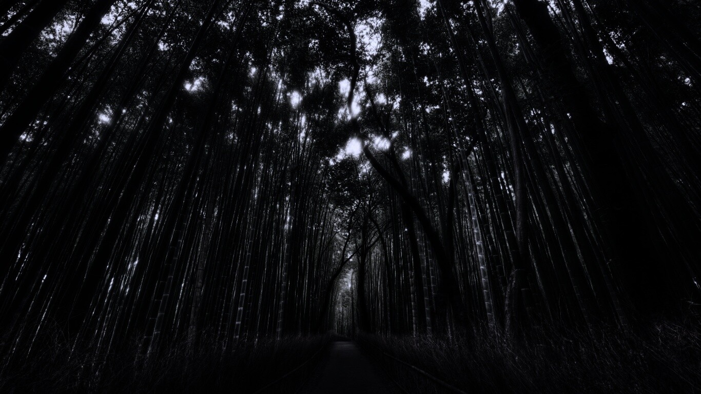 Дорога в тростниковых зарослях обои